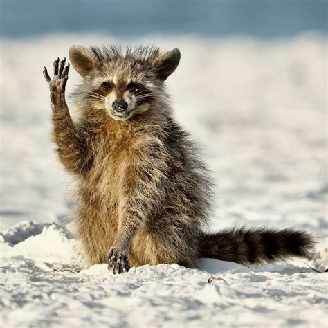 funny animals.